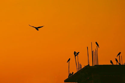 Cross Stitch | Dhaka - Silhouette Photography Of Birds - Cross Stitched