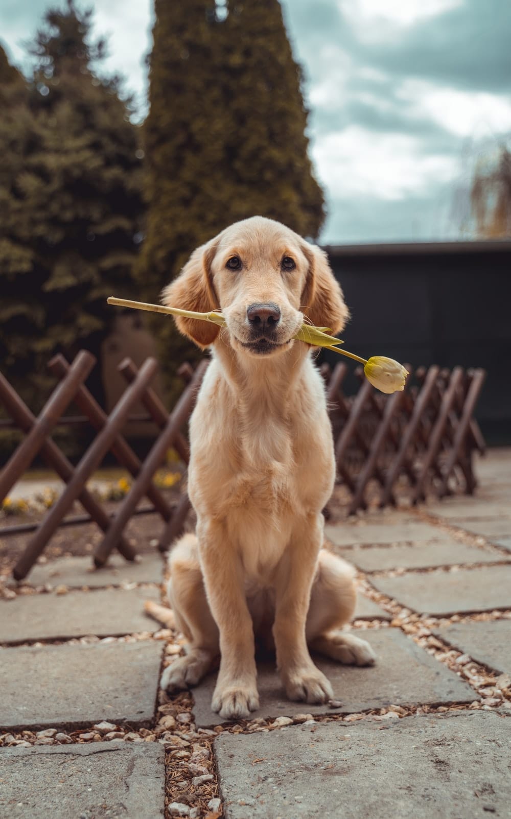 Cross Stitch | Dog - Yellow Labrador Retriever Biting Yellow Tulip Flower - Cross Stitched