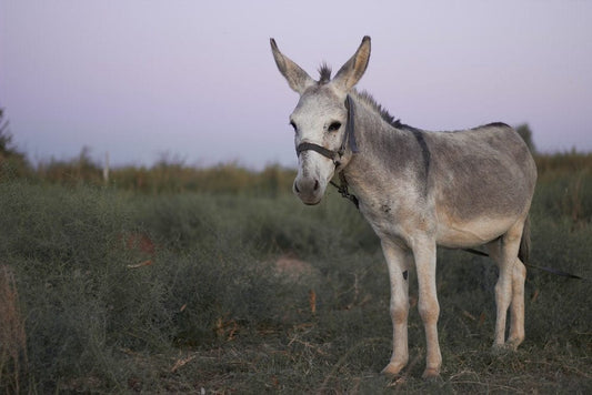 Cross Stitch | Donkey - Grey Donkey - Cross Stitched