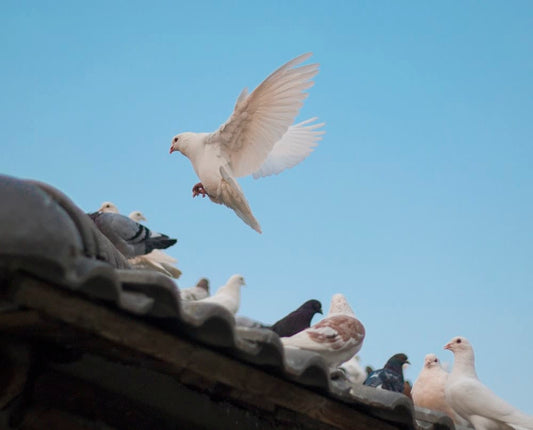 Cross Stitch | Dove - Birds On Roof Shingle - Cross Stitched