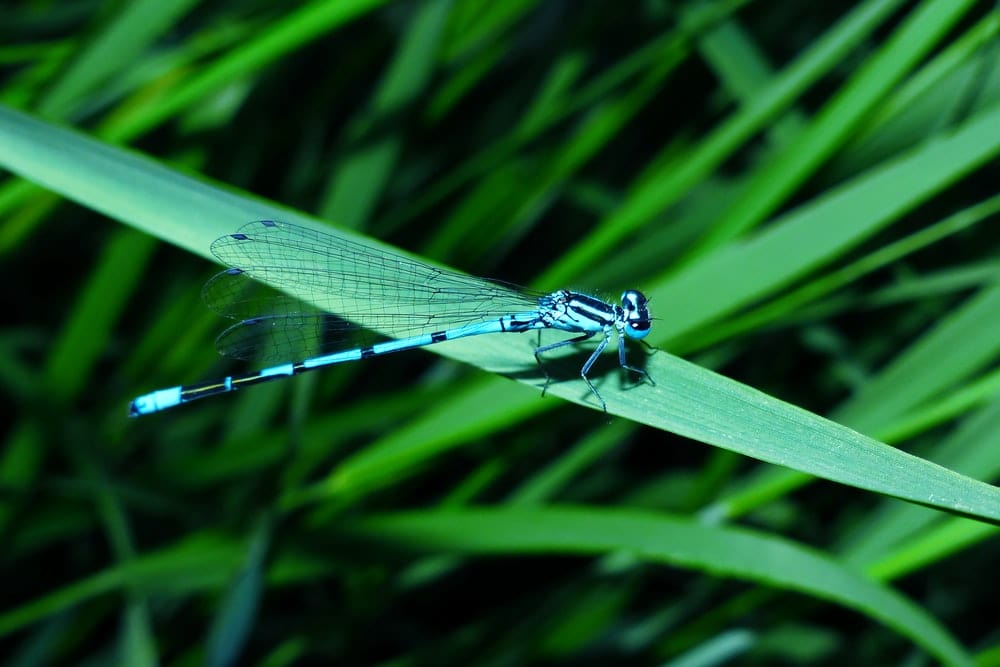 Cross Stitch | Dragonfly - Blue Damselfly - Cross Stitched