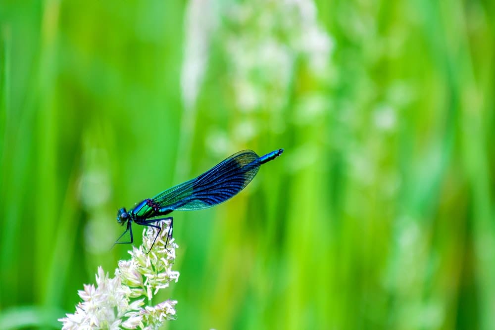 Cross Stitch | Dragonfly - Blue Dragonfly On White Flower Buds - Cross Stitched