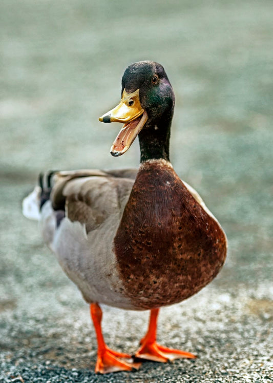 Cross Stitch | Duck - Brown And White Duck On Gray Concrete Floor - Cross Stitched