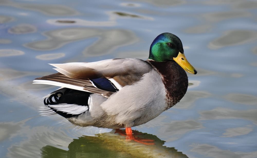 Cross Stitch | Duck - Green, Gray, And Brown Mallard Duck In Body Of Water - Cross Stitched