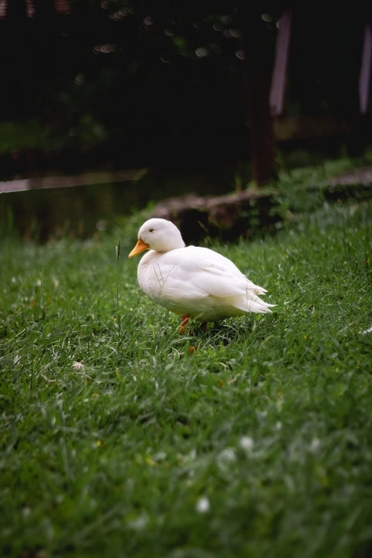 Cross Stitch | Duck - White Duck On Green Grasses - Cross Stitched