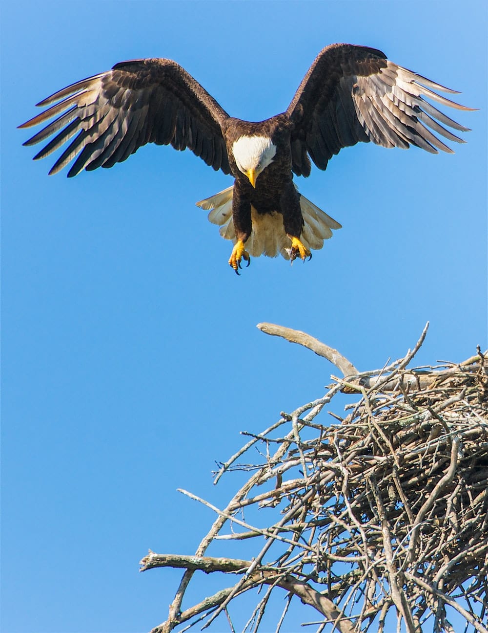 Cross Stitch | Eagle - Bald Eagle Flap Its Wing From Nest - Cross Stitched