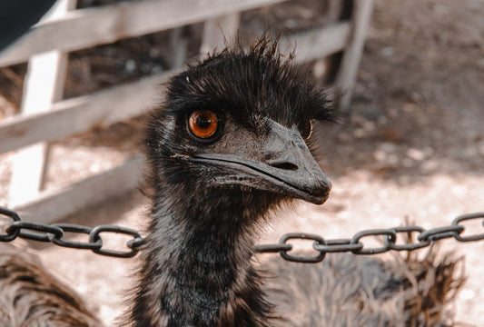 Cross Stitch | Emu - Brown Ostrich On Brown Metal Cage During Daytime - Cross Stitched