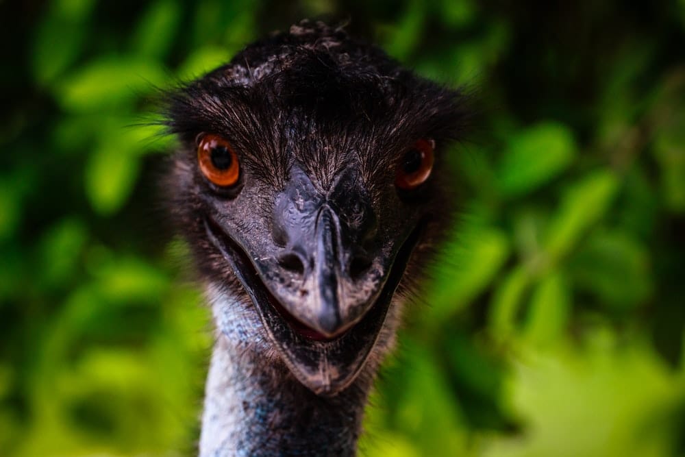 Cross Stitch | Emu - Close Up Photography Of Turkey - Cross Stitched