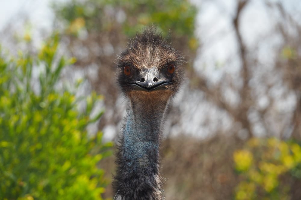 Cross Stitch | Emu - Selective Focus Photography Ostritch Head - Cross Stitched
