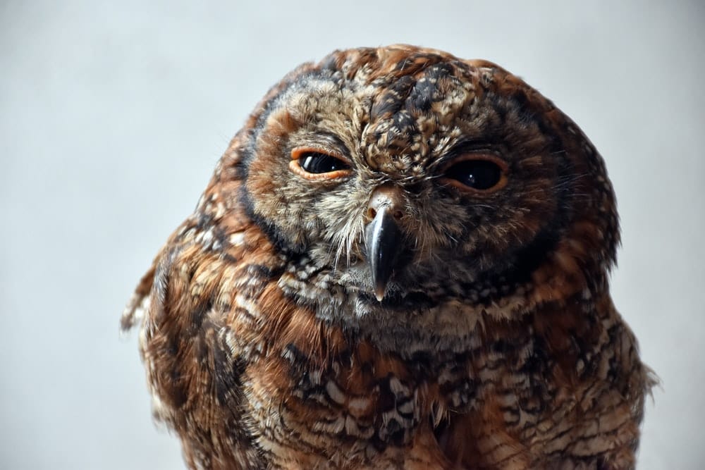 Cross Stitch | Faisalabad - Brown Owl Close-Up Photo - Cross Stitched