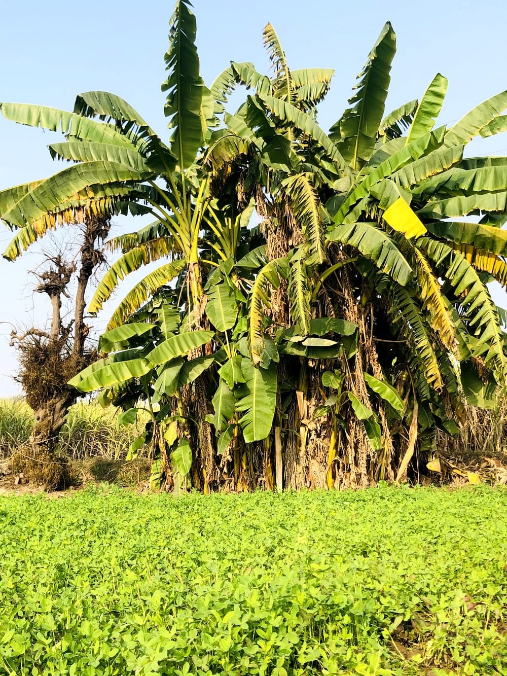 Cross Stitch | Faisalabad - Green Coconut Tree On Green Grass Field During Daytime - Cross Stitched