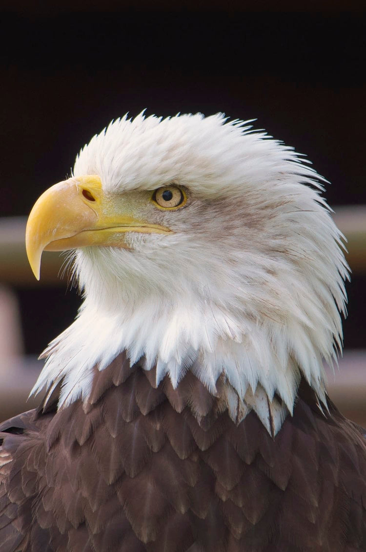 Cross Stitch | Falcon - Close View Of Bald Eagle