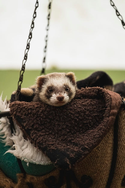 Cross Stitch | Ferret - White And Black Ferret In The Bag - Cross Stitched
