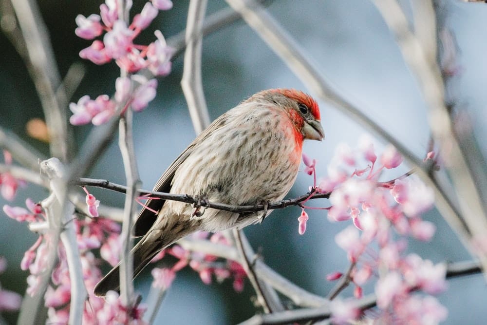 Cross Stitch | Finch - Brown And Red Bird On Pink Flower - Cross Stitched