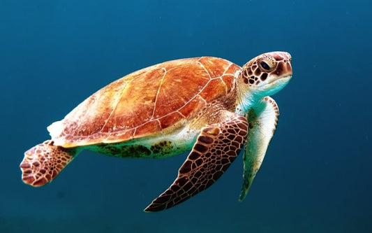 Cross Stitch | Fish - Brown Turtle Swimming Underwater - Cross Stitched