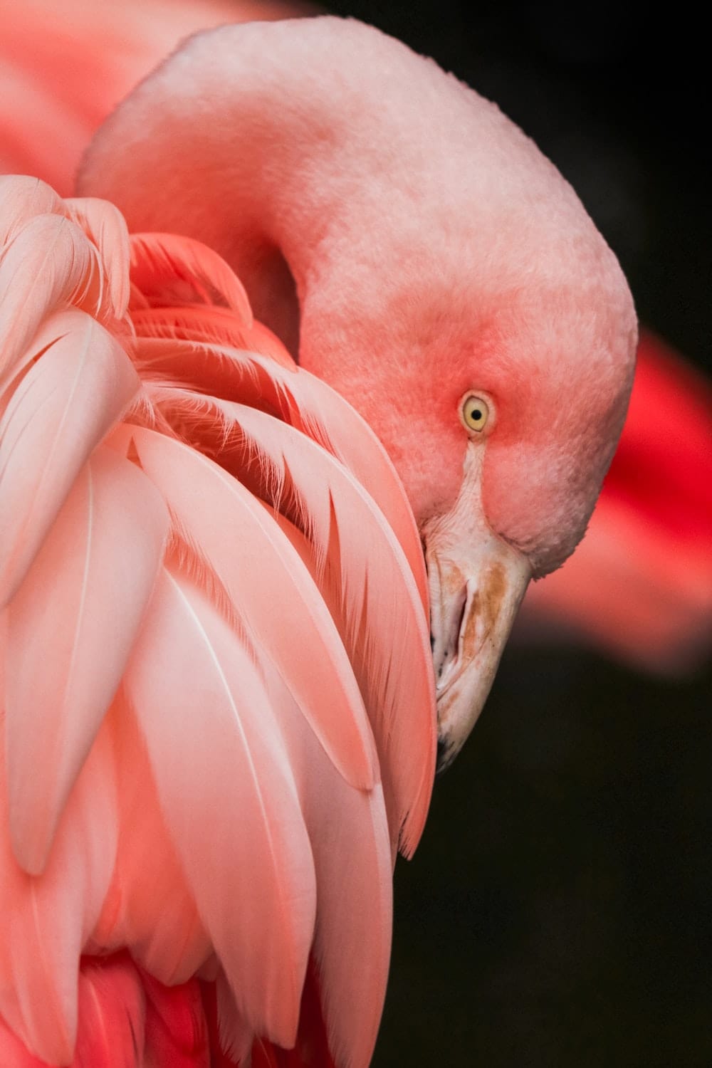 Cross Stitch | Flamingo - Close Up Photography Of A Pink Bird - Cross Stitched