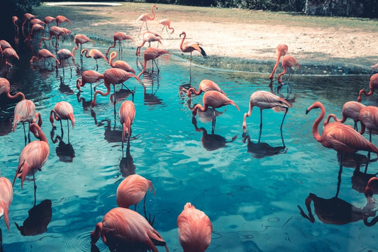Cross Stitch | Flamingo - Flock Of Flamingo On Body Of Water - Cross Stitched