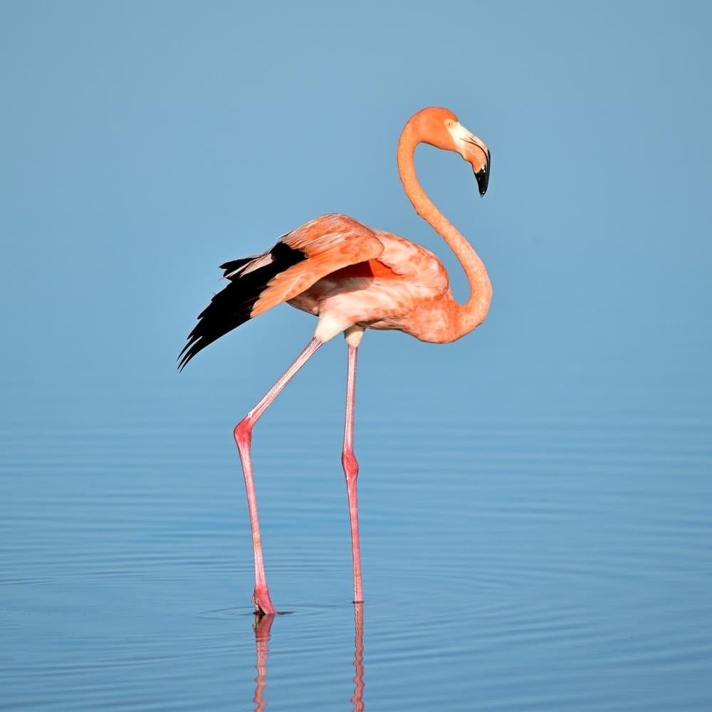 Cross Stitch | Flamingo - Photo Of Flamingo On Water - Cross Stitched