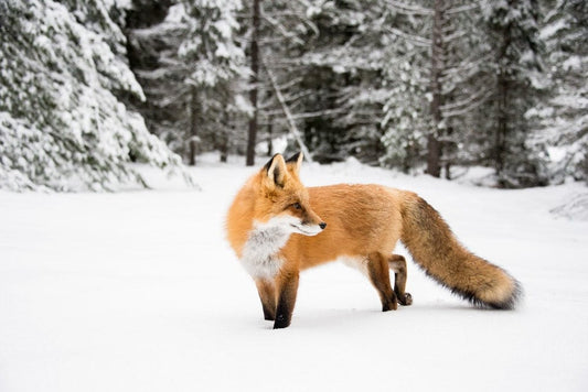 Cross Stitch | Fox - Orange Fox Near Trees - Cross Stitched