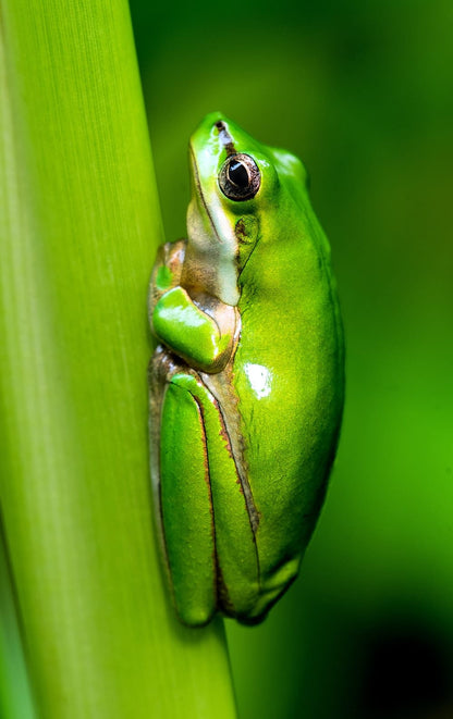 Cross Stitch | Frog - Macro Photo Of Green Frog - Cross Stitched