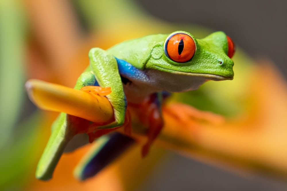 Cross Stitch | Frog - Selective Photography Of Red-Eyed Tree Frog - Cross Stitched