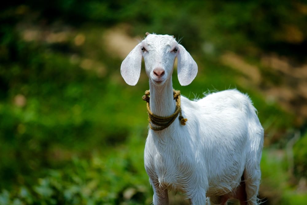 Cross Stitch | Goat - Selective Focus Photography Of White Goat - Cross Stitched