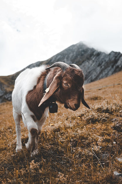 Cross Stitch | Goat - Shallow Focus Photography Of Goat In Hill - Cross Stitched