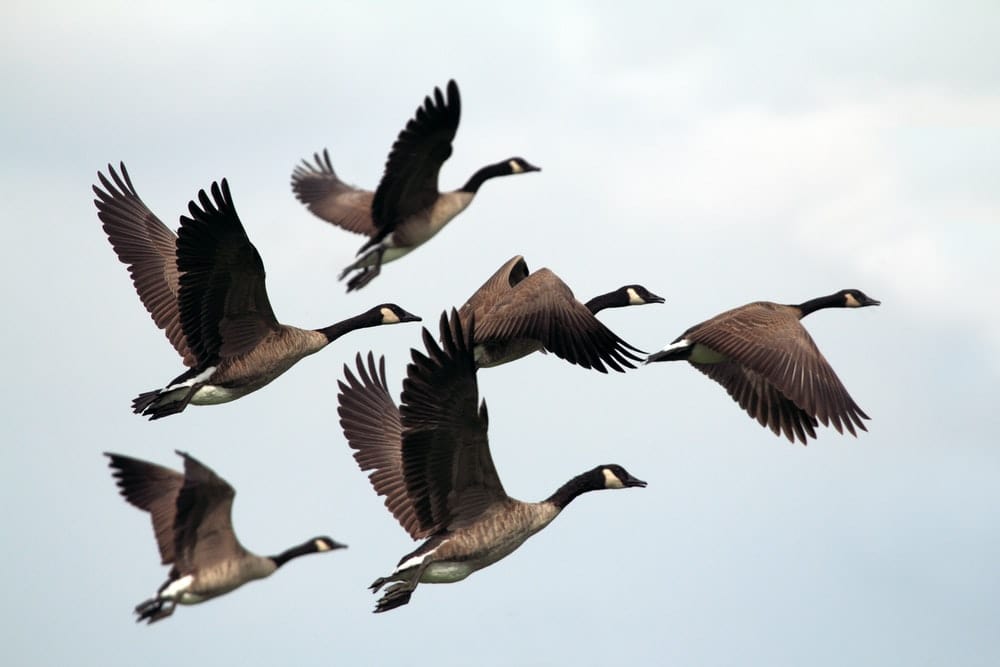 Cross Stitch | Goose - Gray-And-Black Mallard Ducks Flying During Day Time - Cross Stitched