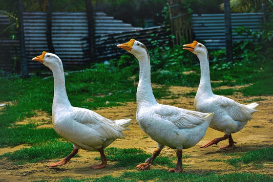 Cross Stitch | Goose - Three White Ducks Walking - Cross Stitched