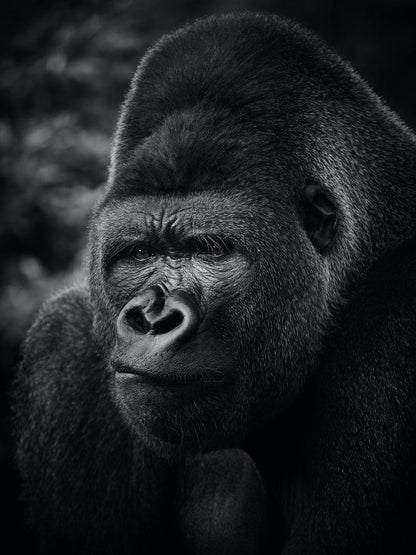 Cross Stitch | Gorilla - Black Gorilla In Close Up Photography - Cross Stitched