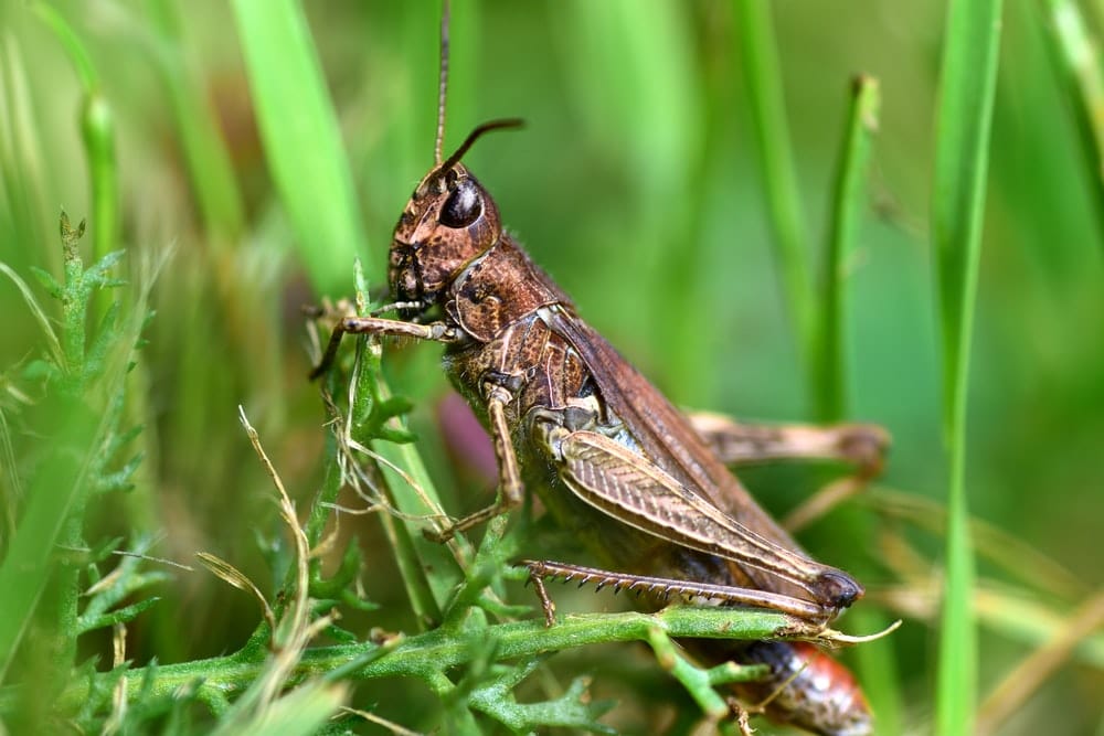 Cross Stitch | Grasshopper - Brown Grasshopper On Green Grass During Daytime - Cross Stitched