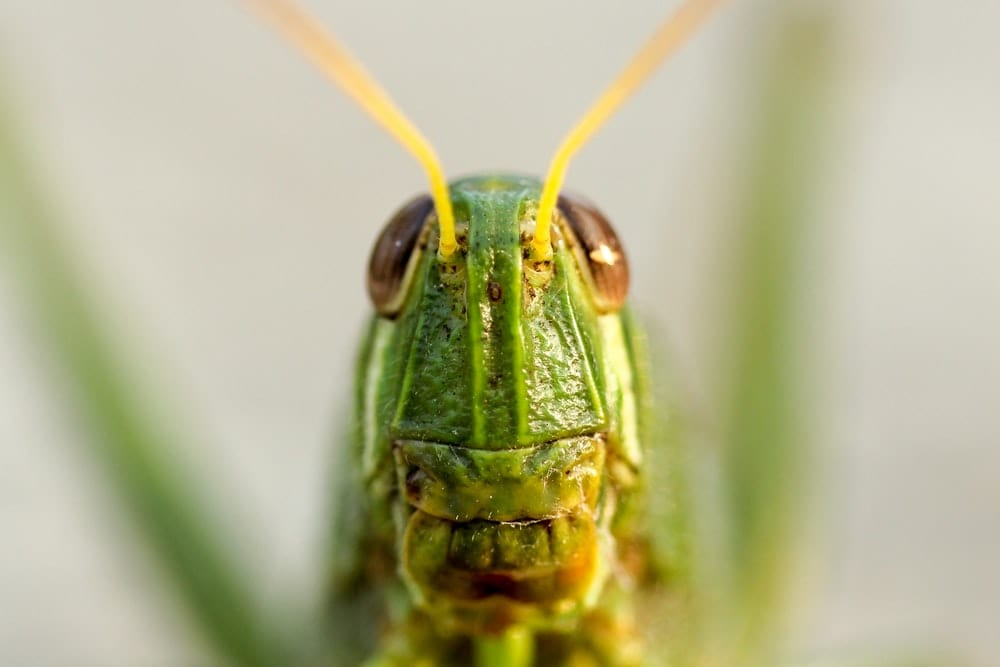 Cross Stitch | Grasshopper - Closeup View Of Green Grasshopper - Cross Stitched