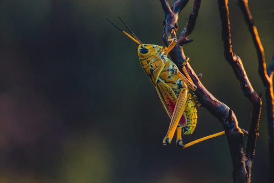Cross Stitch | Grasshopper - Macro Photography Of Yellow Grasshopper On Tree Branch - Cross Stitched