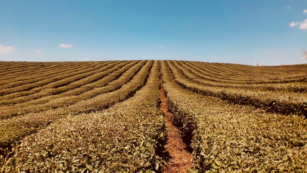 Cross Stitch | Guiyang - Brown Field Under Blue Sky During Daytime - Cross Stitched