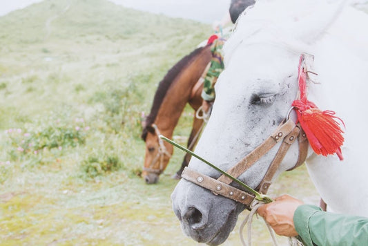 Cross Stitch | Guiyang - Two White And Brown Horse Standing On Grass Field - Cross Stitched