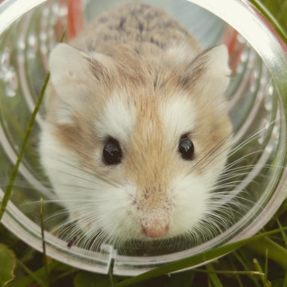 Cross Stitch | Hamster - Closeup Photo Of Brown Hamster In Glass Cup - Cross Stitched
