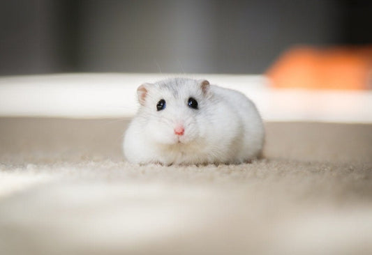 Cross Stitch | Hamster - White Mouse On White Textile - Cross Stitched