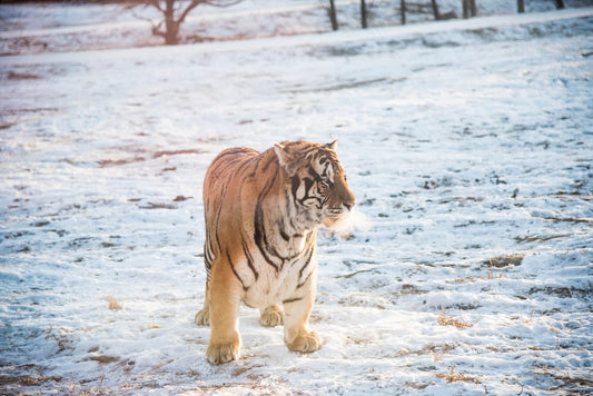 Cross Stitch | Harbin - Orange And Black Tiger Standing Outdoors - Cross Stitched