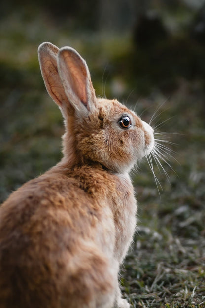 Cross Stitch | Hare - Brown Rabbit - Cross Stitched