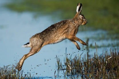Cross Stitch | Hare - Brown Rabbit Hopping Above Body Of Water - Cross Stitched