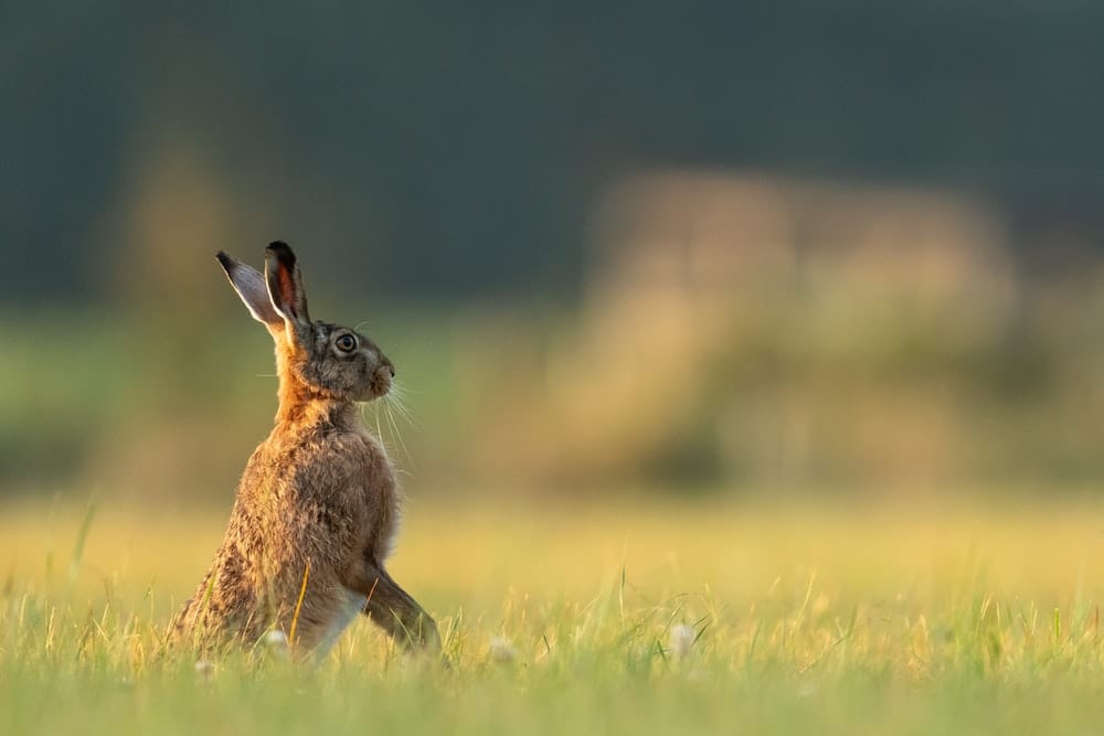 Cross Stitch | Hare - Depth Of Field Photo Of Brown And Black Rabbit On Green Grass Field - Cross Stitched