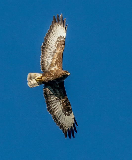 Cross Stitch | Hawk - Brown And White Bird Flying Under Blue Sky During Daytime - Cross Stitched