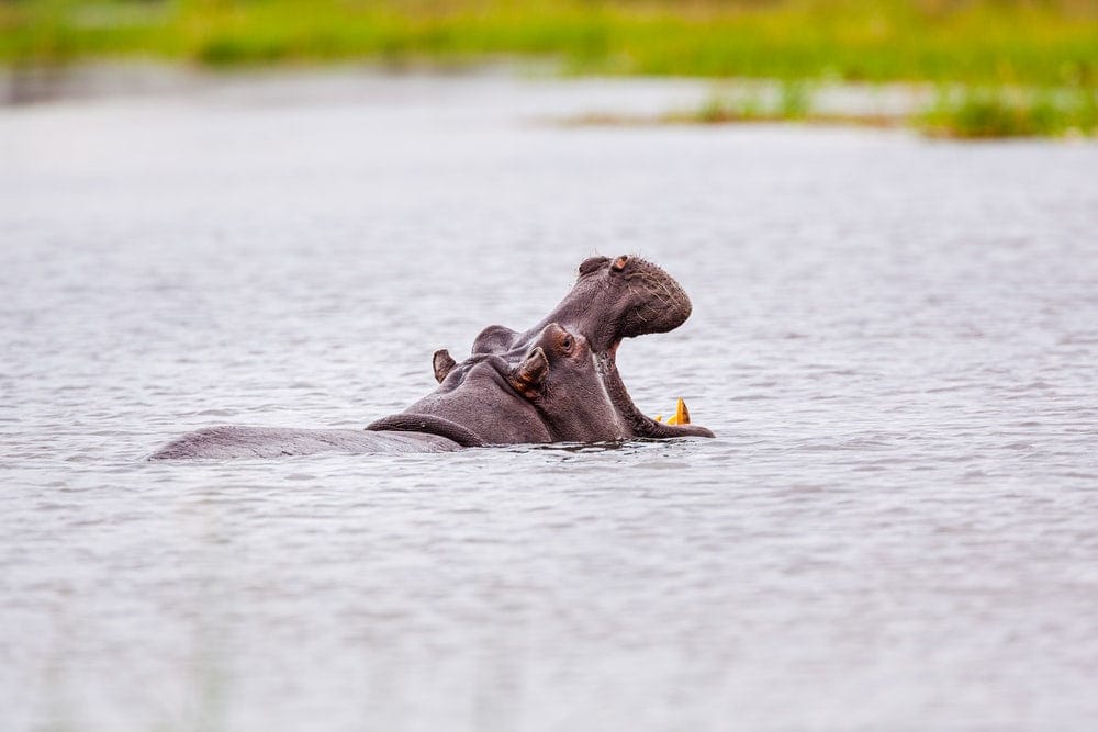 Cross Stitch | Hippopotamus - Brown Animal On Water During Daytime - Cross Stitched