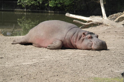 Cross Stitch | Hippopotamus - Hippopotamus Lying On Surface Near Body Of Water - Cross Stitched