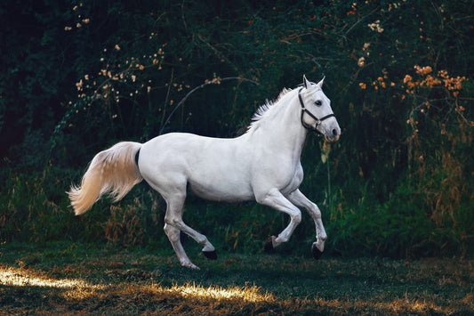 Cross Stitch | Horse - Running White Horse - Cross Stitched