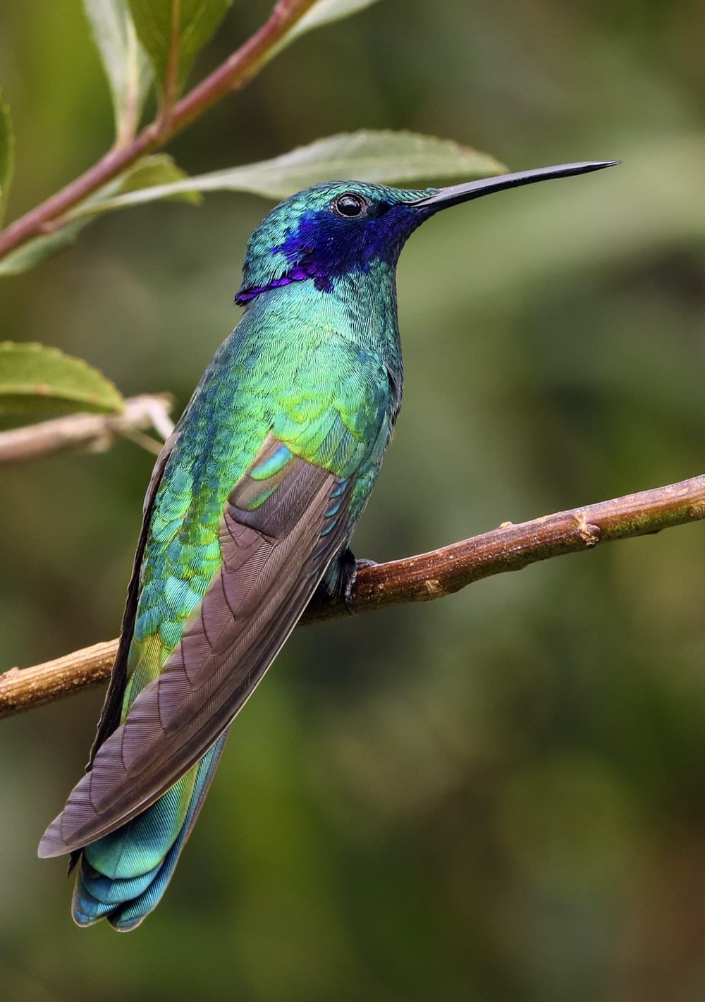 Cross Stitch | Hummingbird - Blue And Green Bird On Top Of Brown Branch During Daytime - Cross Stitched