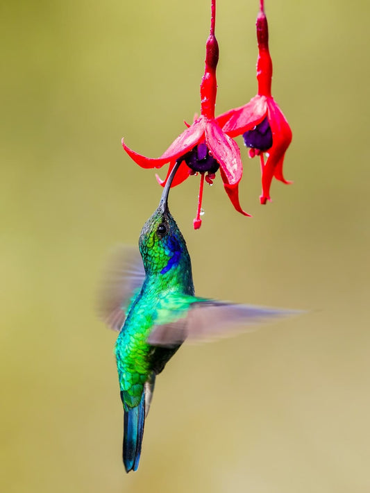 Cross Stitch | Hummingbird - Green And Black Humming Bird Flying - Cross Stitched