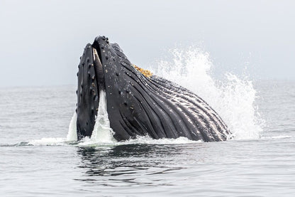Cross Stitch | Humpback Whale - Water Splash On Body Of Water - Cross Stitched