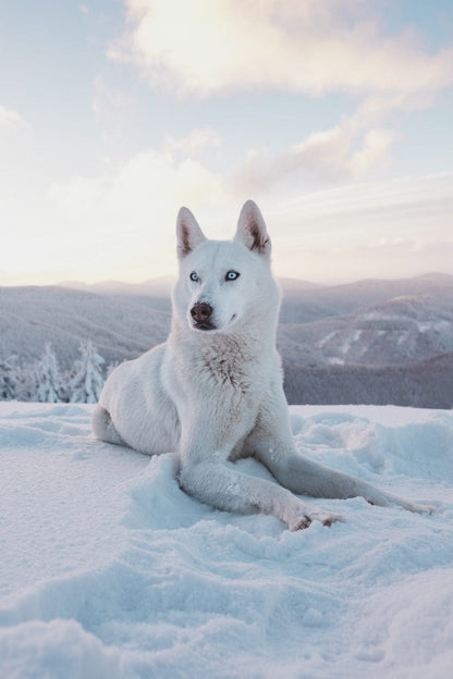 Cross Stitch | Husky - Photo Of Adult Short-Coated White Dog - Cross Stitched