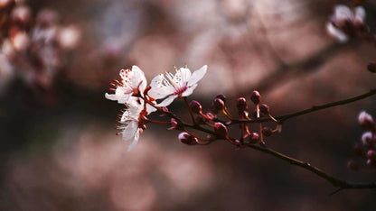 Cross Stitch | Jiaxing - White And Red Cherry Blossom In Close Up Photography - Cross Stitched